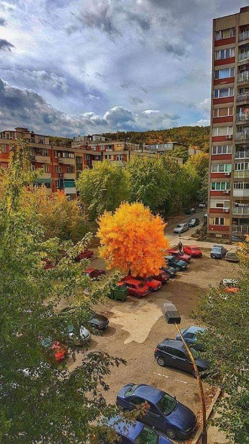 Apartman Nikolic Bor Exterior foto